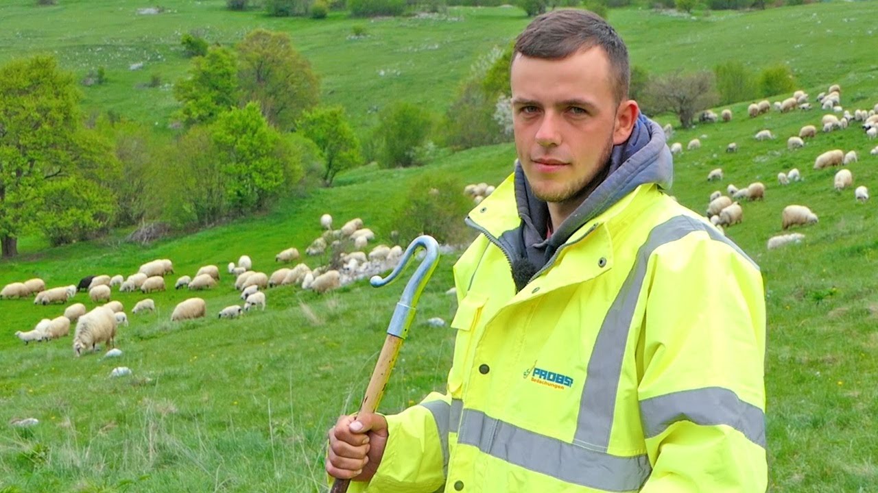 Sam čuvam 700 ovaca, ne zna niko kako je ovo raditi