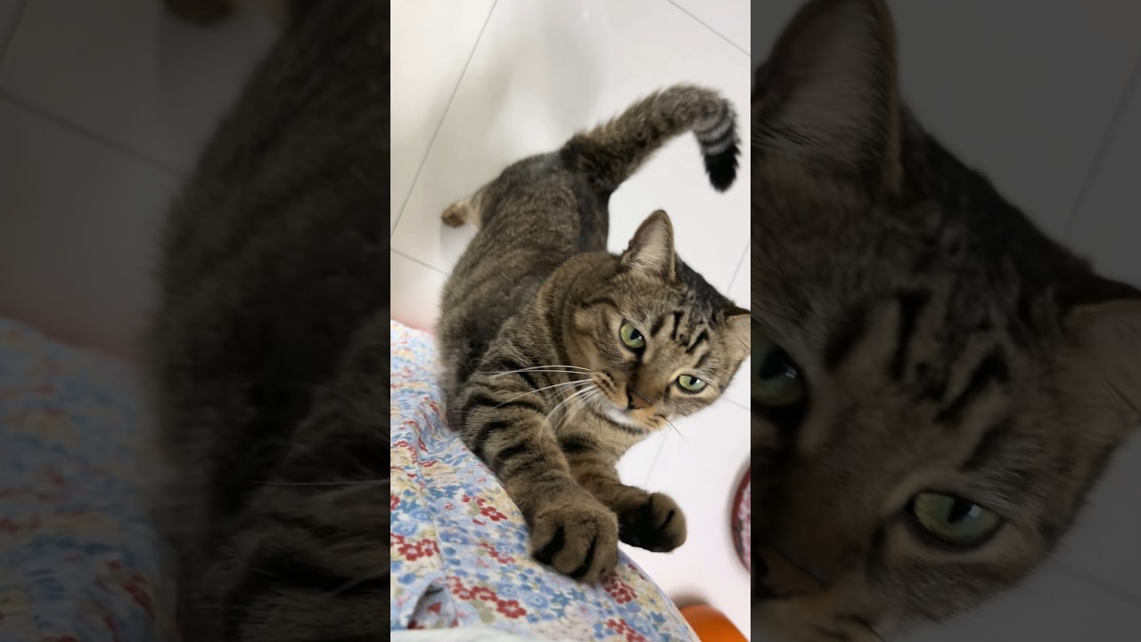 Tabby Cat Uses Person as Scratching Post Then Hops Back Down