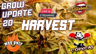 TRIMMING MY FAV STRAIN @TastebudzGenetics BUBBLE RUNTZ & LIVE GROW UPDATE 20