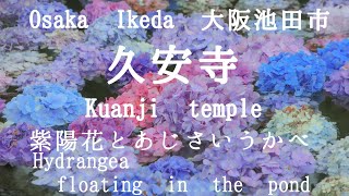 大阪 Osaka 久安寺 紫陽花 あじさい Hydrangea あじさいうかべ Youtube