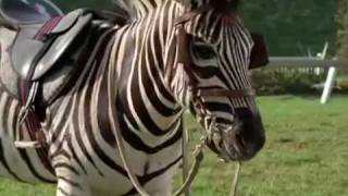 I was a teenager when I made this video and cannot for the life of ...