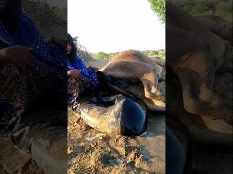 س ه ر ائ ي ة ت س ت خ ر ج ش ي ئ ا م ن ت ح ت ج م ل ج ات و ت ض ع ه ف ي ج ر ة م ك س ور ة ل ت