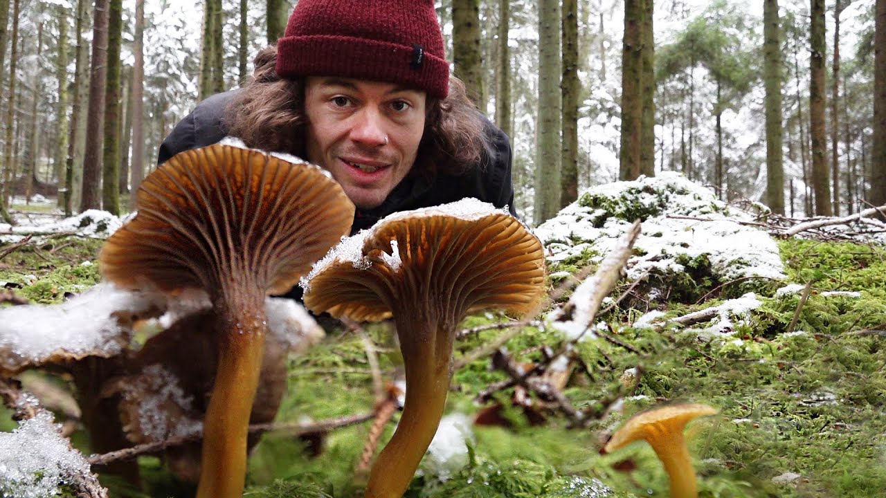 Die Natur im Schnee - Wildpflanzen und Pilze Sammeln im Januar