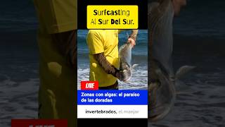 #Consejos #Tips Cómo #Pescar #Doradas XL / #Fishing #SeaBream #Pêche #Orata #SparusAurata