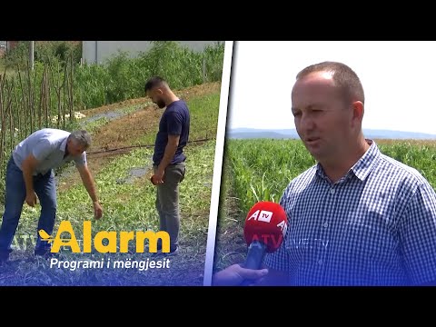 Dëmet nga bresheri