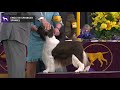 Spaniels (English Springer) | Breed Judging 2020 の動画、YouTube動画。