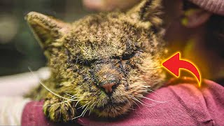 A Woman Answers the Cry for Help of a Severely Infected Cat Unable to Open His Eyes by Zoo Land 426 views 1 month ago 4 minutes, 5 seconds