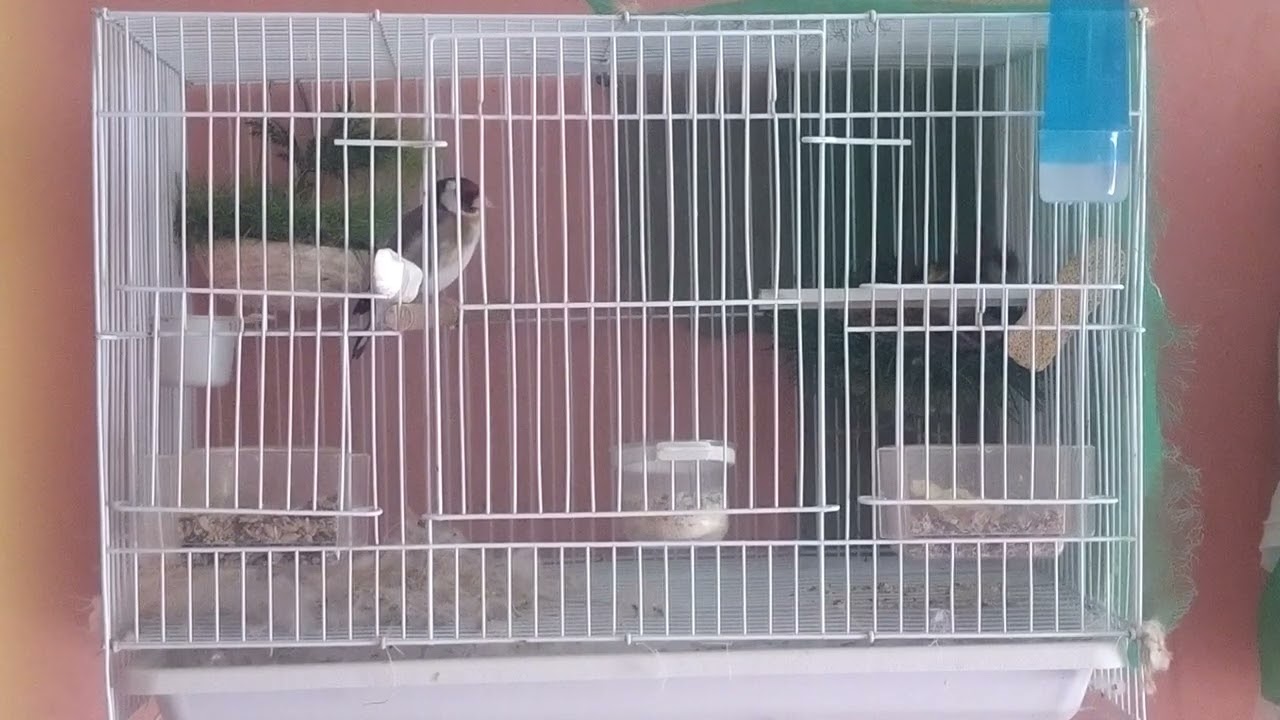 أنثى الحسون تبني العش . كيف نتعامل مع زوج الحسون في هذه المرحلة