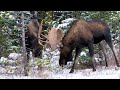 2 Big Bulls Meet - The End of the Moose Rut