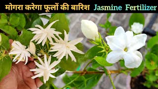 Mogra plant care top secret, मोगरा पर होगी फूलों की बारिश, Get more flowers on mogra jasmine plant