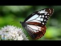 3 HOURS of AMAZING NATURE SCENERY on Planet Earth - The Best Relax Music - 1080p HD