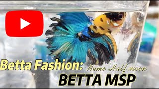 Top 24 Best Betta Fish Tank Mates | Betta Tank Mates You Can Try #fish #cupang #ปลากัด #bettafish