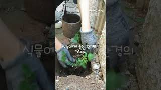 요즘취미/가드닝 #싱그러움 #가득가득 #나의아지트 #쉼이있는풍경 #도예가의정원  #나의작은일상 #요즘취미