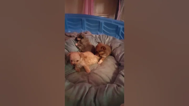 Yorkie with a mind of it's own