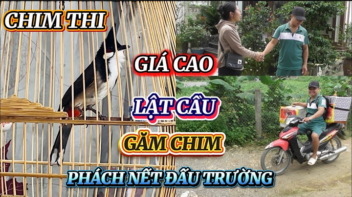 24/6: ANH CHỦ VƯỢT 50KM ĐƯA 2 CHIẾN BINH ĐI THI VÀ CÂU CHUYỆN ĐI TUYỂN CHIM ĐẦY THÚ VỊ