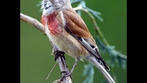 Suara Ocehan Burung LINET Untuk Masteran KENARI Durasi Panjang