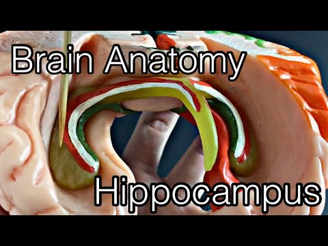 Анатомия мозга: Гиппокамп (английский)