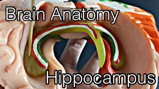 Анатомия мозга: Гиппокамп (английский)