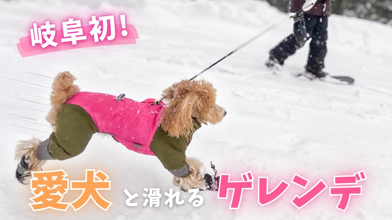 ついに岐阜にも！愛犬と滑れるスキー場登場！！【ウイングヒルズ白鳥リゾート】