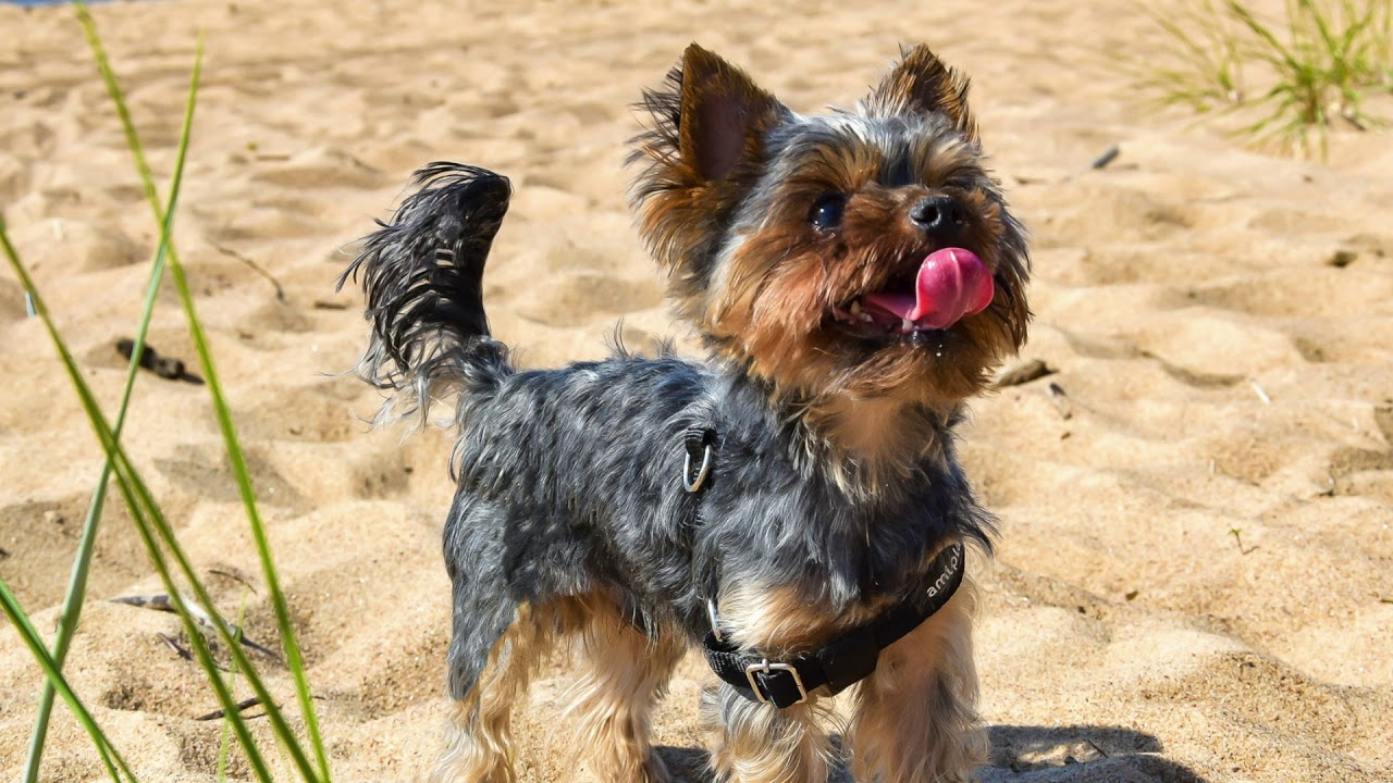 Getting To Know Your Dog's Breed Yorkshire Terrier Edition YouTube