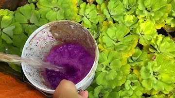 Cách Thay Nước Khi Nuôi Ốc Trên Bể Bạt | Đoàn Ốc Bươu | Ốc Bươu Đen Long An