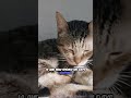 Senior Cats Find Home