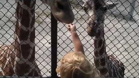 feeding the giraffes at NEW Zoo