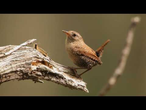 A Wren Photo 2