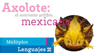 Axolote: el sonriente anfibio mexicano