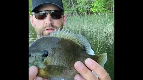 Circle hooks are a game changer for panfish!