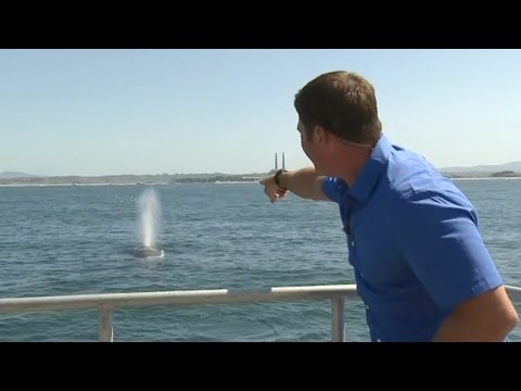 Humpbacks all over the place - Big Blue Live: Episode 3 - BBC