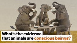 What evidence is there that animals are conscious beings? | Frans de Waal | Big Think