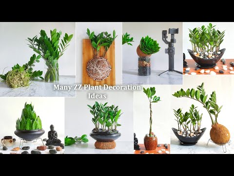 Video: Nápady na dekoráciu zelene – ako využiť vždyzelené rastliny v interiéri