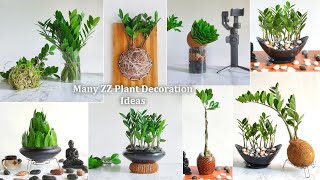 8 Creative ZZ Plant Decoration Ideas for Your Living RoomZZ Plant IndoorZanzibar Gem//GREEN PLANTS