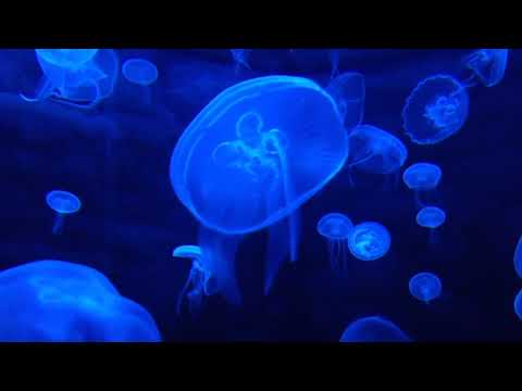 432-hz Ambient Music | jellyfish visual | For Focus, Meditation, and Soothing  Crying Baby | 5hrs