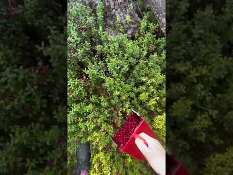 Собираем бруснику🪵🌿