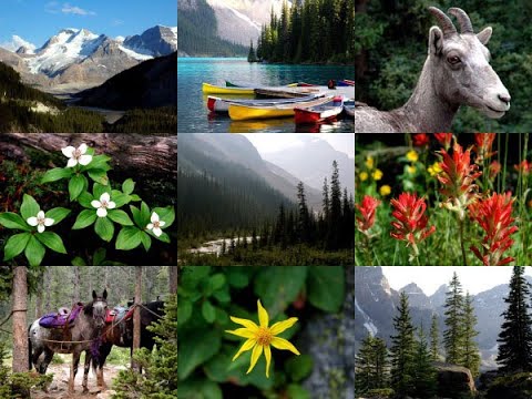 Video: Natura Cubei: descriere, caracteristici și caracteristici, locație geografică, flora și fauna