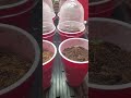 Overgrow solocup challenge day 2 of full sprouts