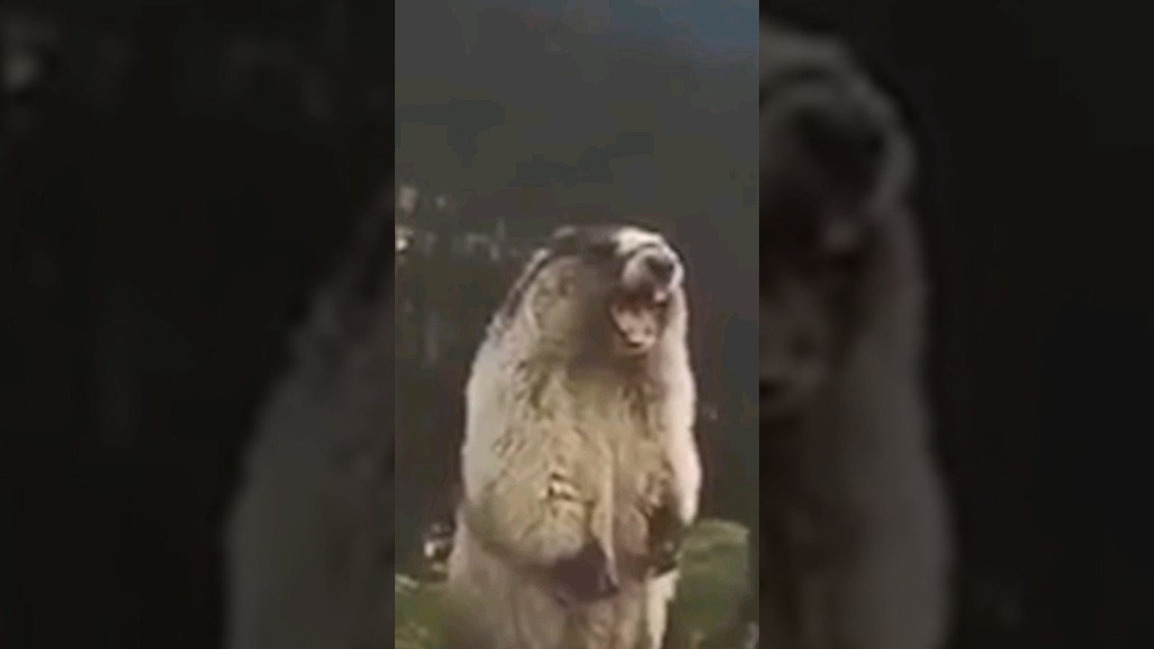 как будто хомяк кричит #shorts - YouTube