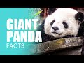 Giant panda facts what makes pandas the cutest