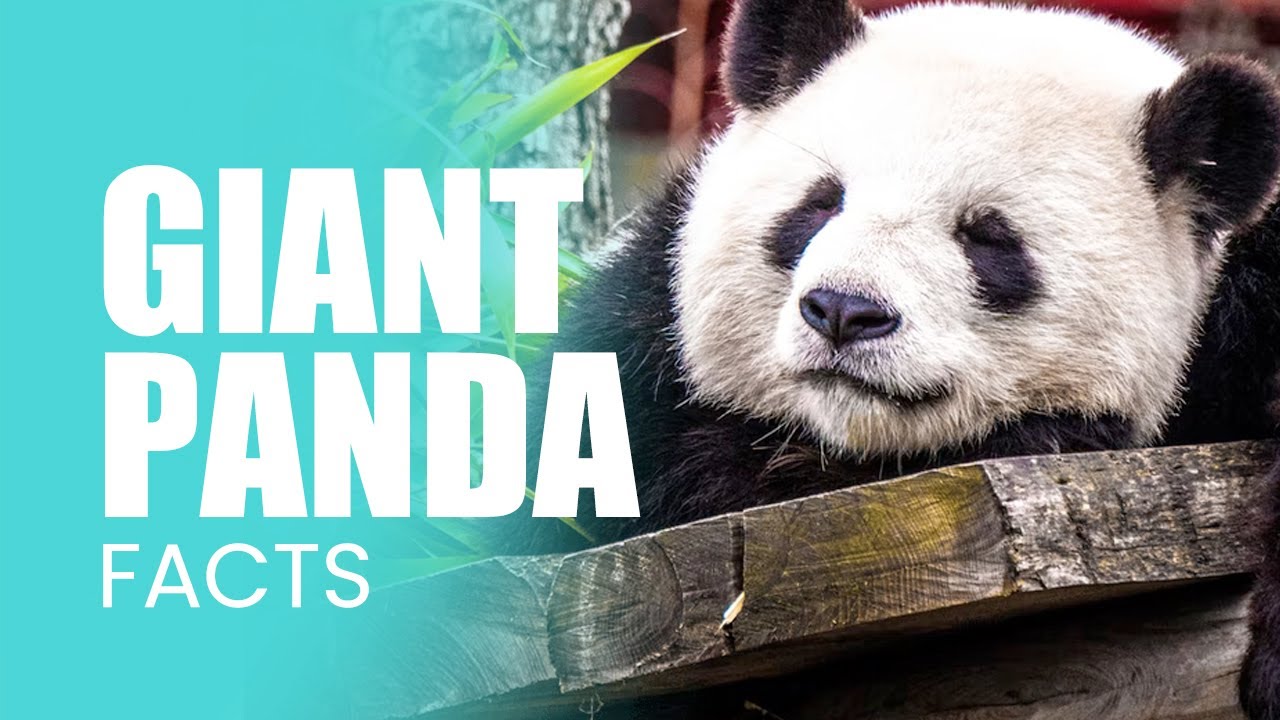 50 Giant Panda Facts That You Never Knew About 