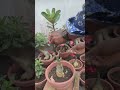 Adenium grafting easy method | Adenium grafting technique | grafting process #adenium #desertrose
