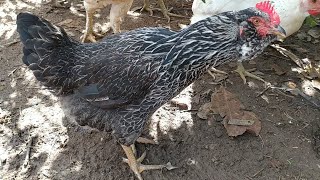 Minha Criação De Galinhas De Capoeira Modeladas
