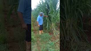 Cortando Anápiar Capim Açu Sou Agricultor Município De Planalto-Pr