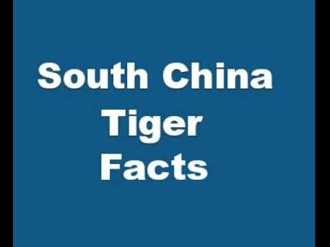South China Tiger Facts - Facts About South China Tigers