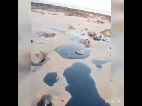 Vazamento atinge praia de Alcântara e tartaruga marinha é coberta por óleo