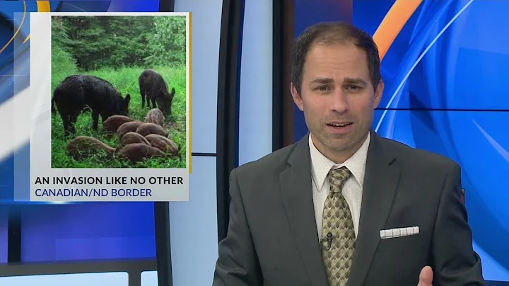 Feral Pig Invasion at Canadian/ND Border