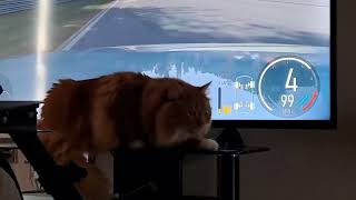 Don’t play your game look at me 😻 by Satsuma the Cat 30 views 6 months ago 40 seconds
