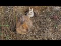 CONEJO - Madriguera de una coneja en la naturaleza 5/5