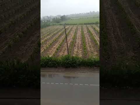 نزول المطر اللهم صيبا نافعا